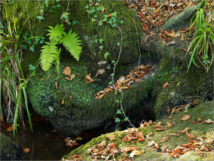 Golitha Falls, Fern