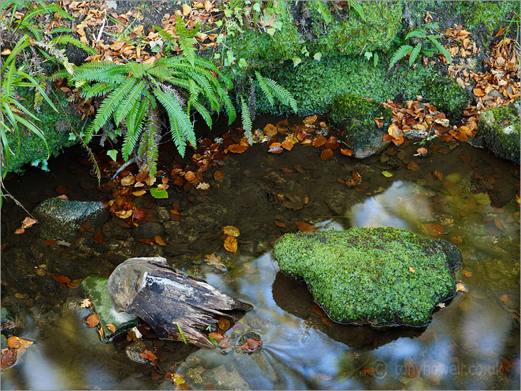 Golitha Falls, Fern