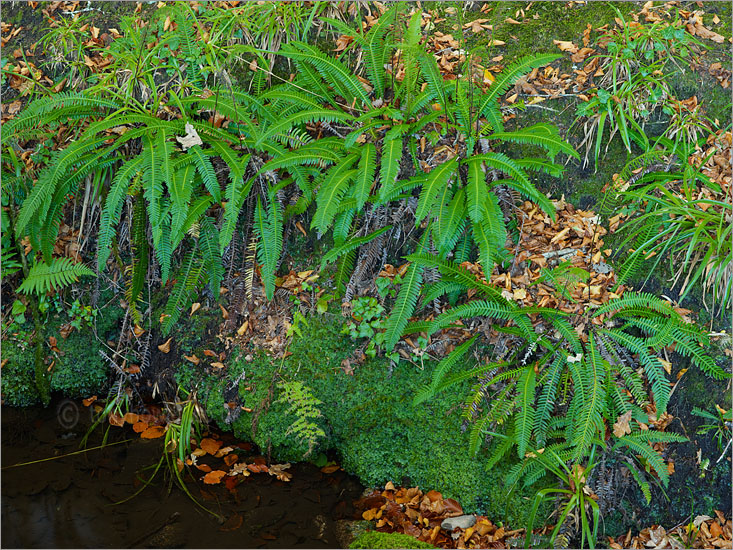 Golitha Falls, Fern