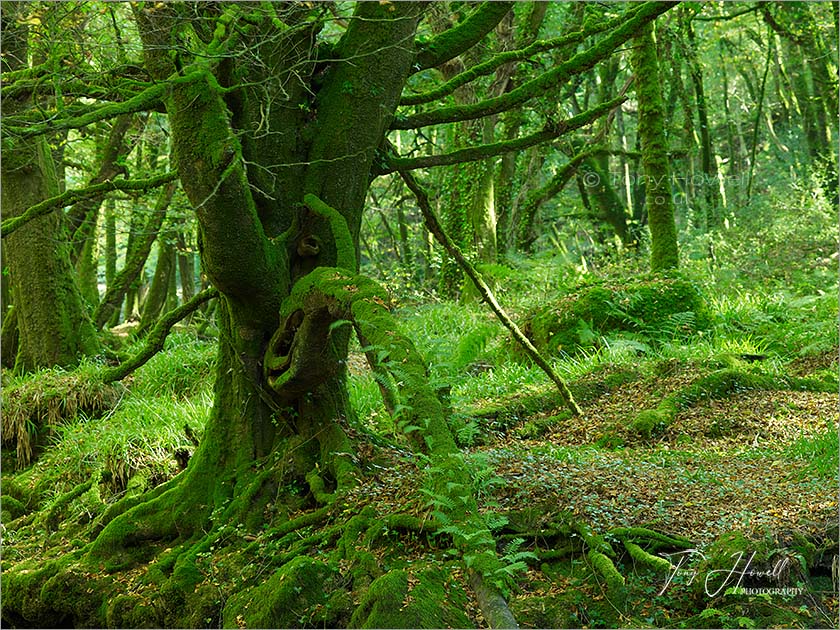 Mossy Beech Tree, Golitha Falls, Bodmin Moor