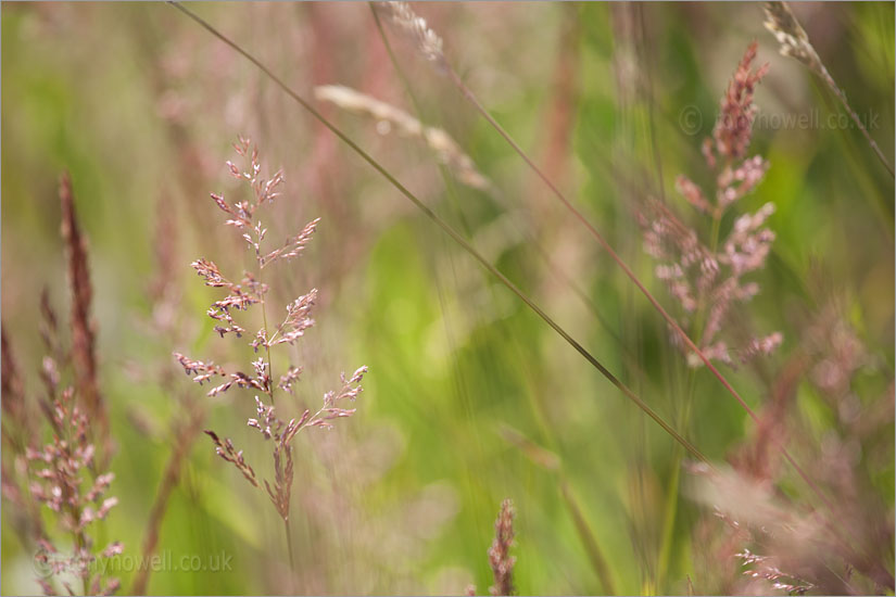 Grasses