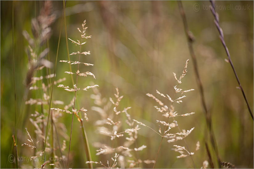 Grasses