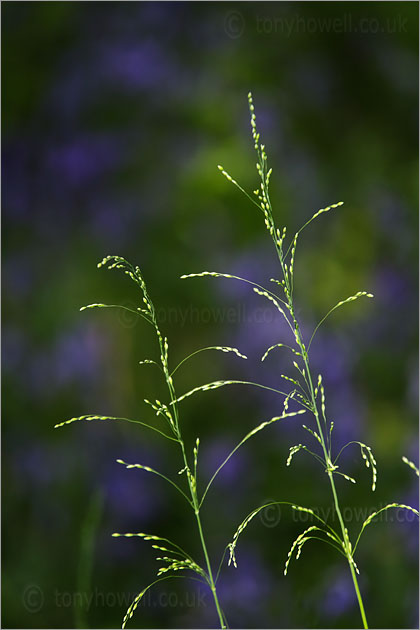 Grasses in front of Bluebells