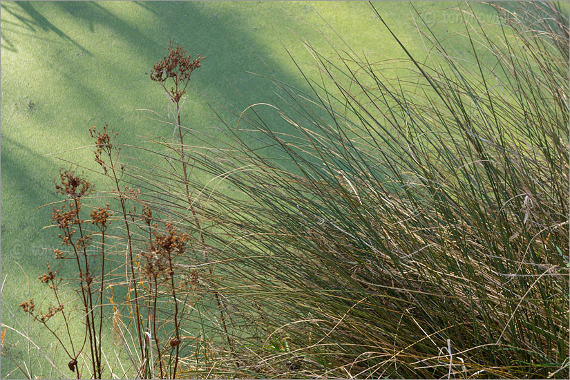 Grasses, Rhyne