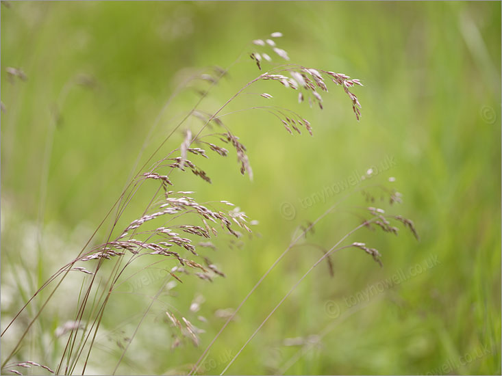 Grasses