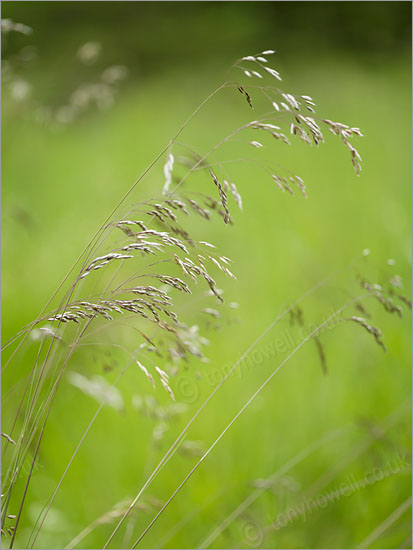 Grasses