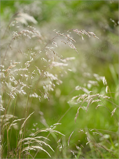 Grasses