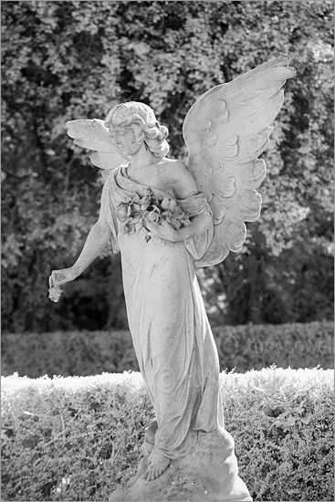 Graveyard Angel Sculpture (Infrared Camera, turns foliage white)