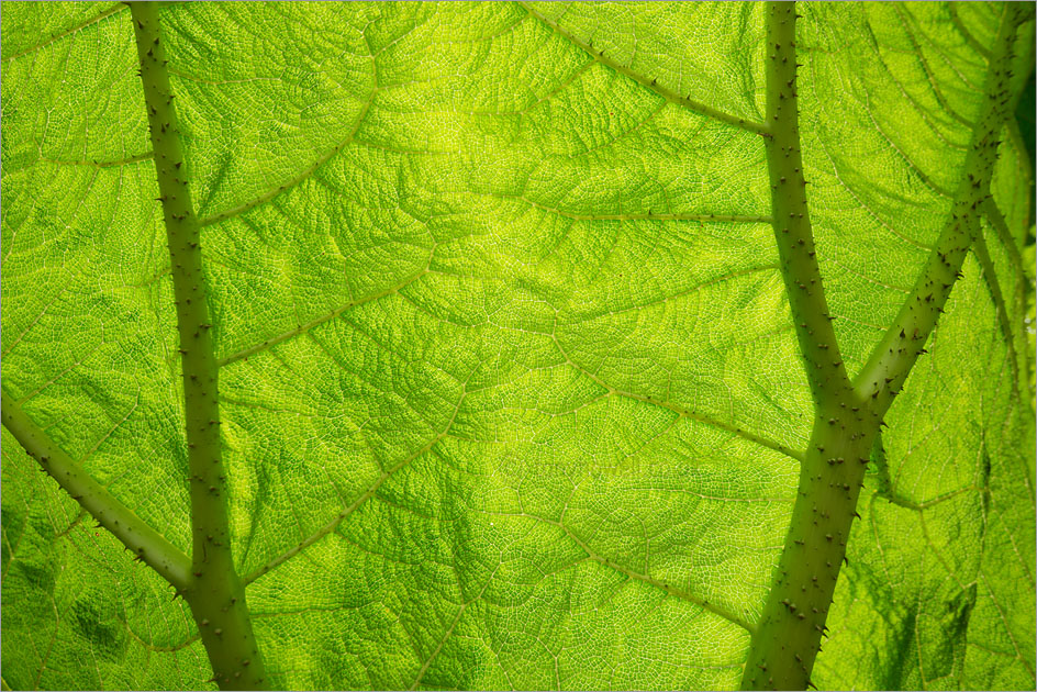 Gunnera manicata