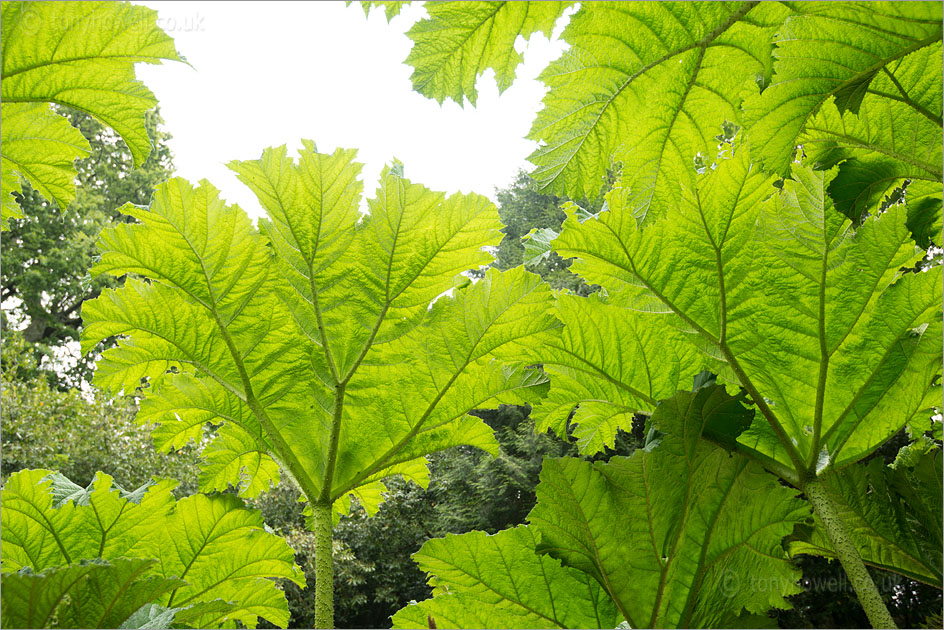 Gunnera manicata