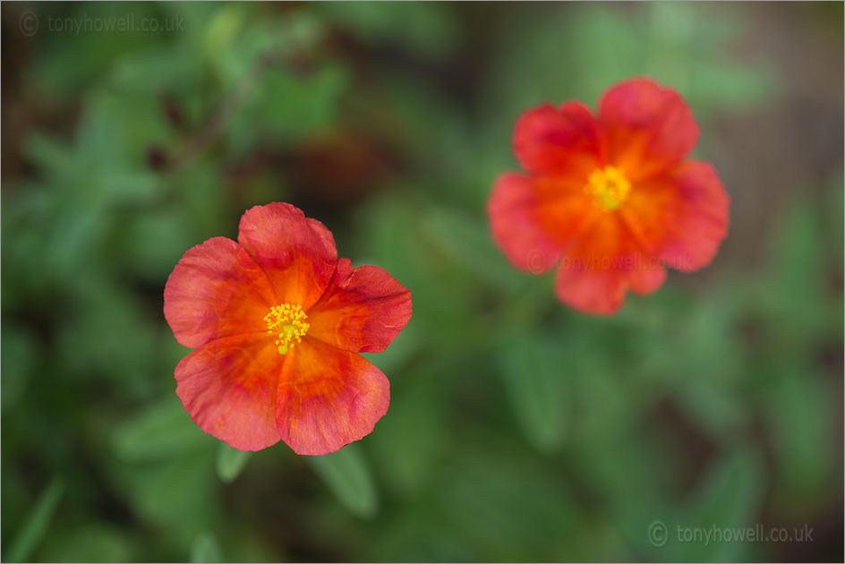 Rock Rose<br />
Helianthemum 