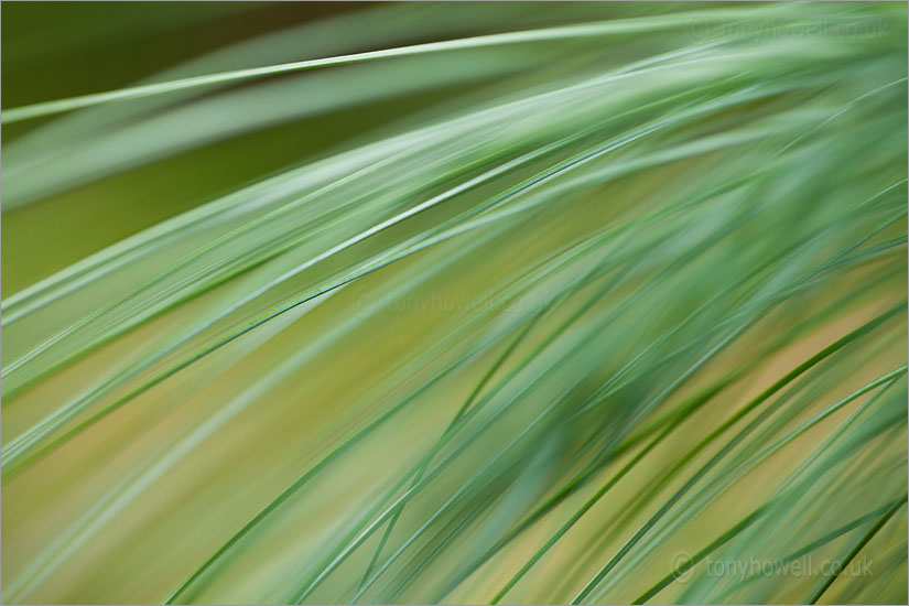 Himalayan Pine Leaves