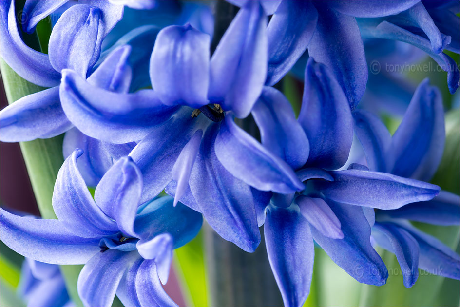 Hyacinth