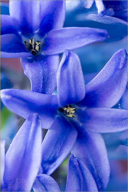 Hyacinth, Blue