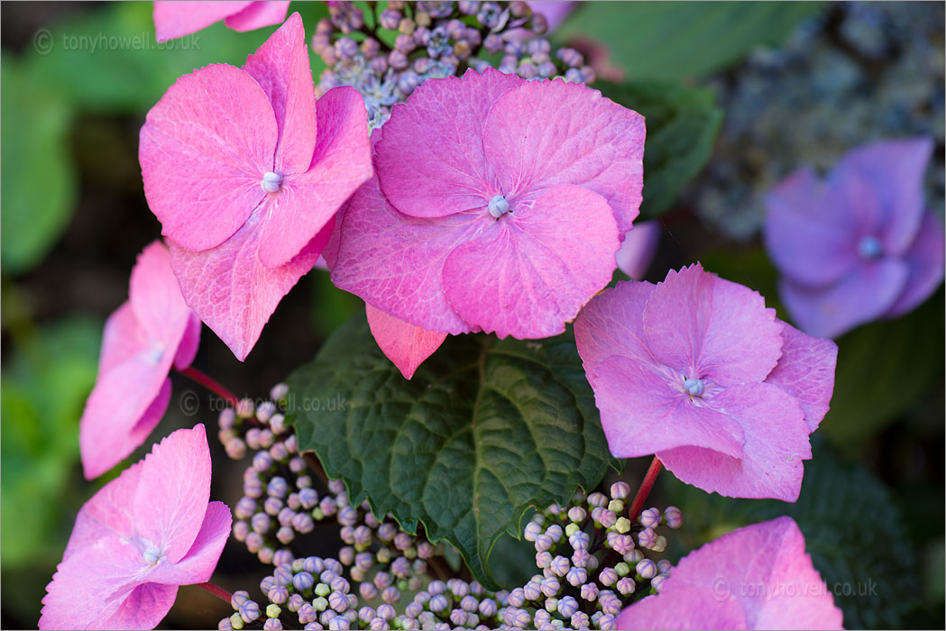 Hydrangea macrophylla 