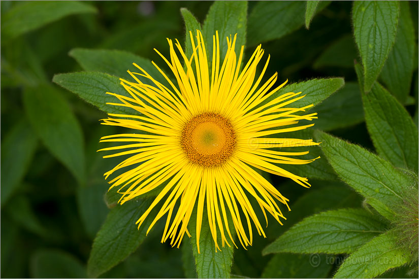 Inula hookerii