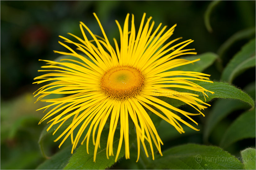 Inula hookerii