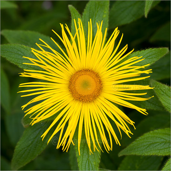 Inula hookerii