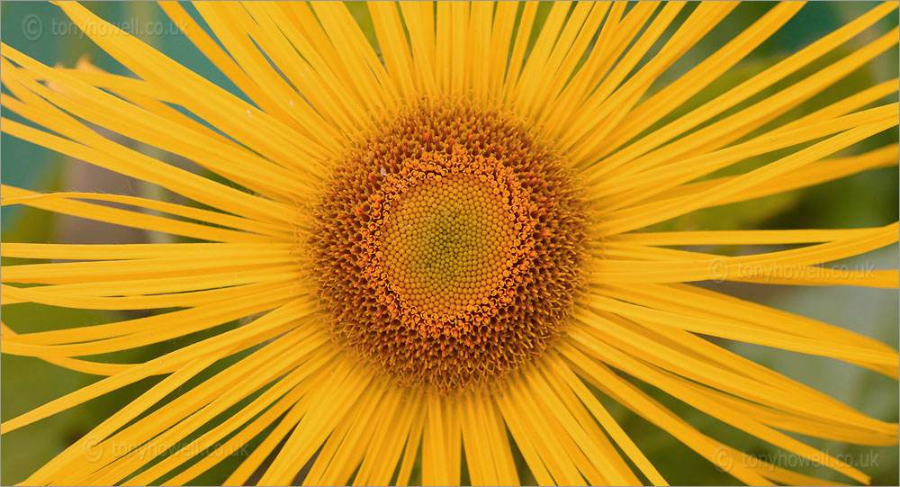 Inula hookerii