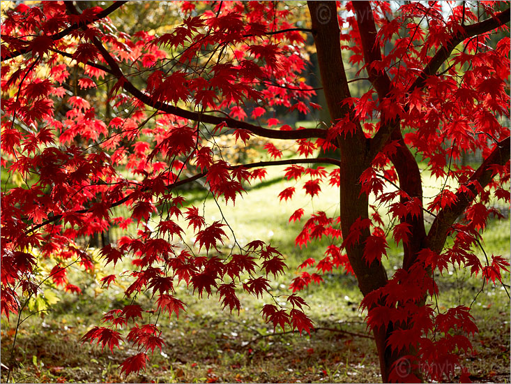 Japanese Maple, Acer palmatum, Yasemin