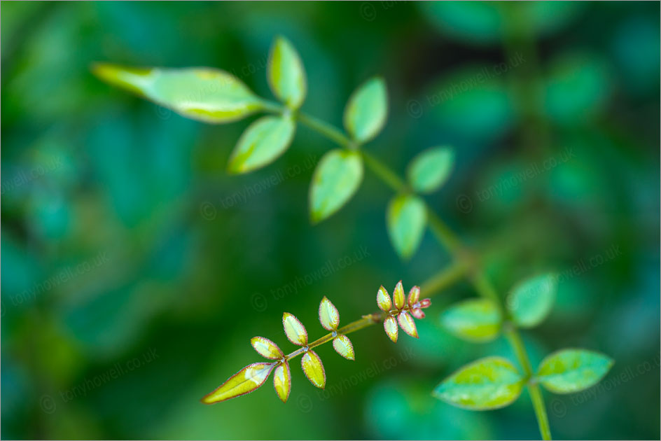 Jasmine Leaves