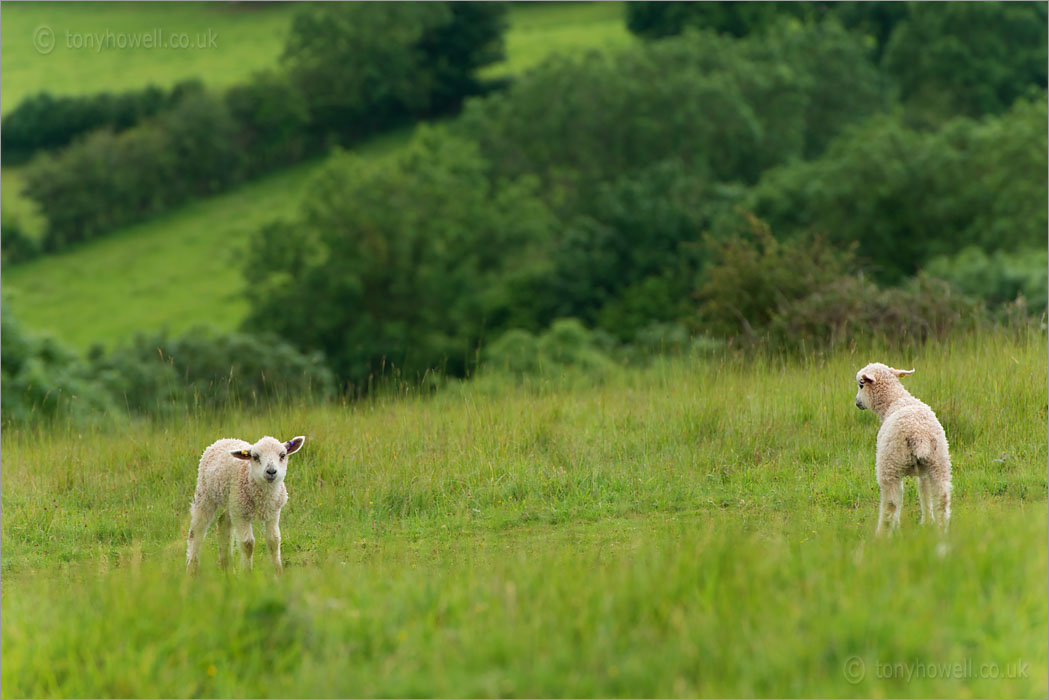 Lambs