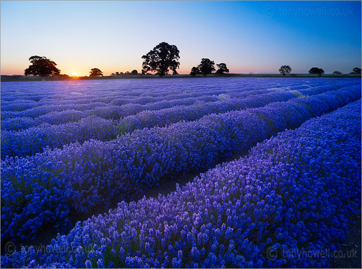 Lavender Field, Dawn