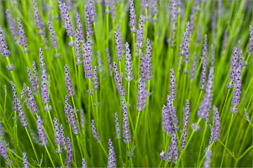 Lavender - Lavandula intermedia 