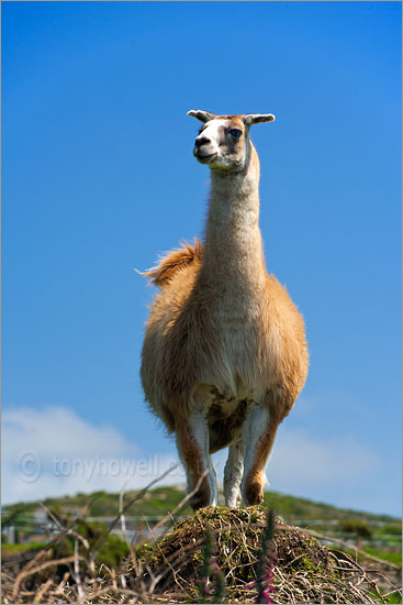 Llama