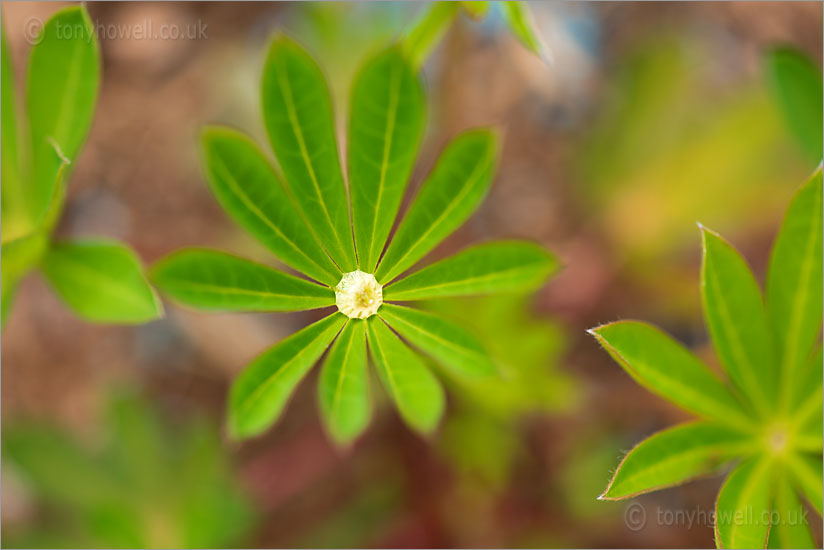 Lupin Leaves