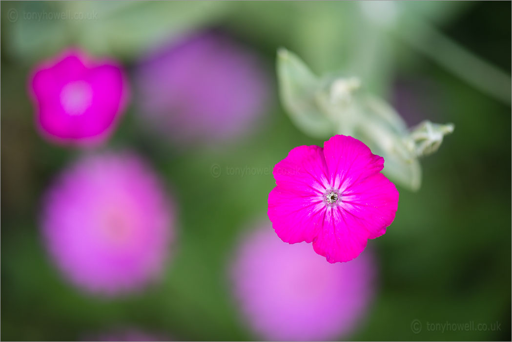 Lychnis coronaria