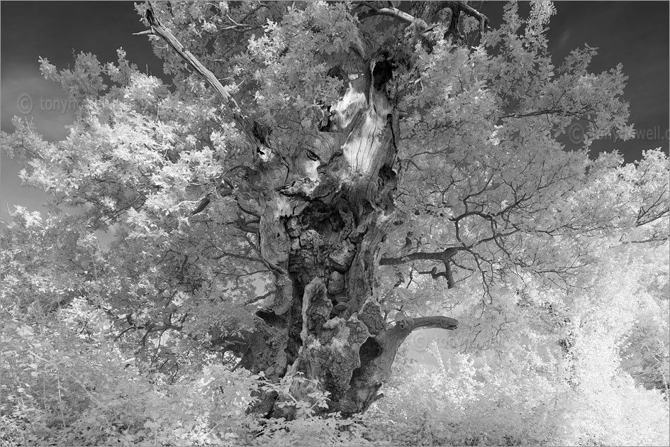 Magog, Ancient Oak Tree (Infrared Camera, turns foliage white)