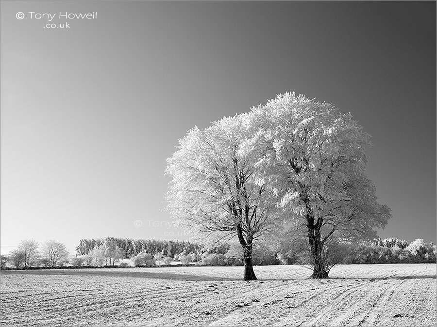 Maple Trees, Frost and Snow