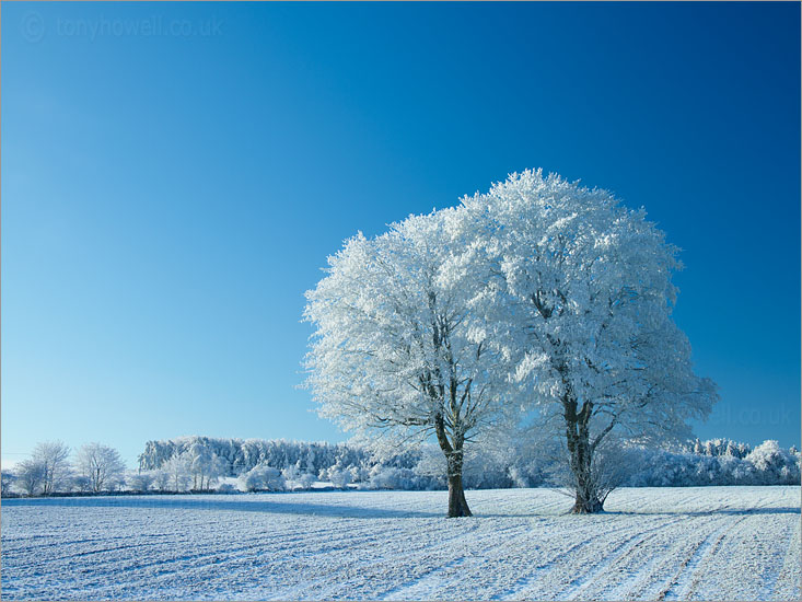 Winter Trees