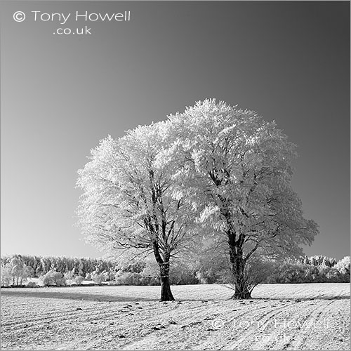 Maple Trees in Snow