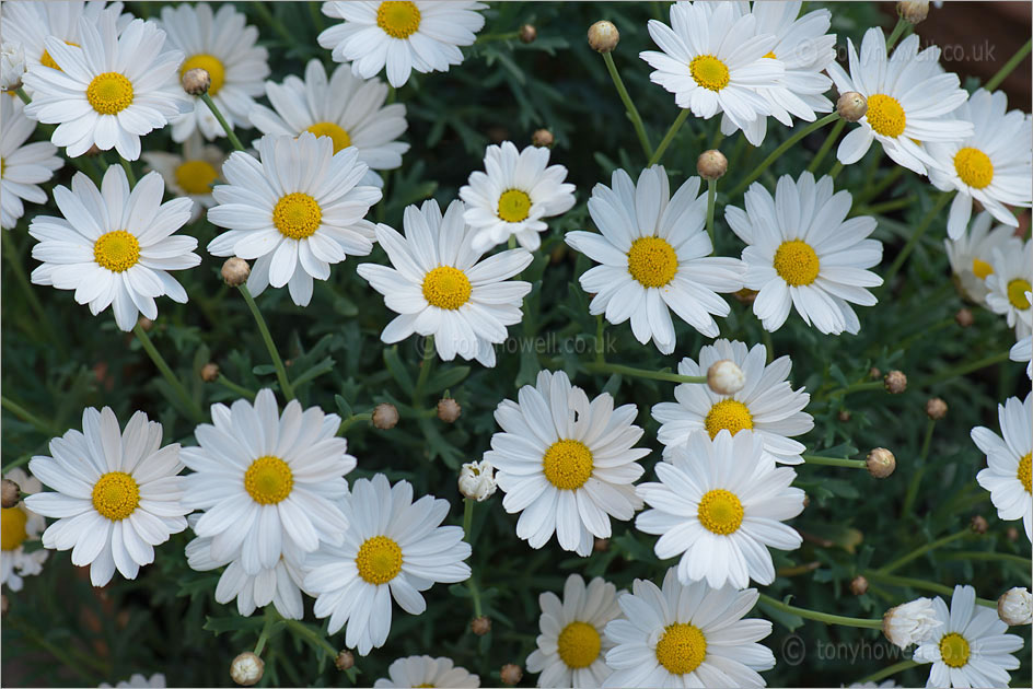 Margeurites, Daisies