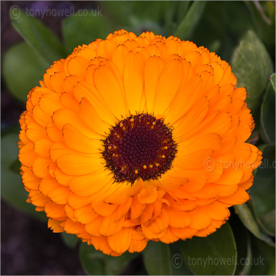 Marigold - Calendula