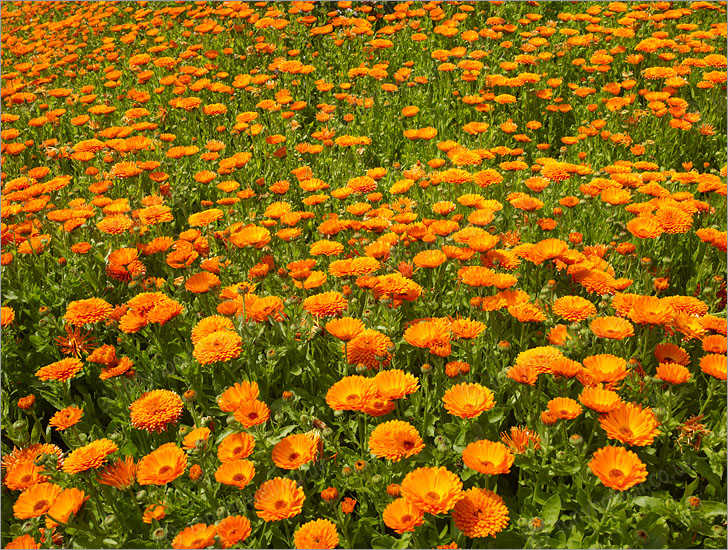Marigolds