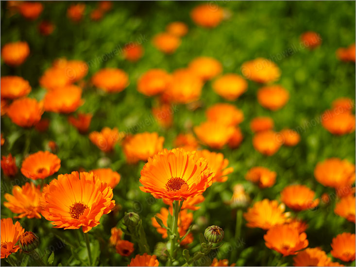 Marigolds