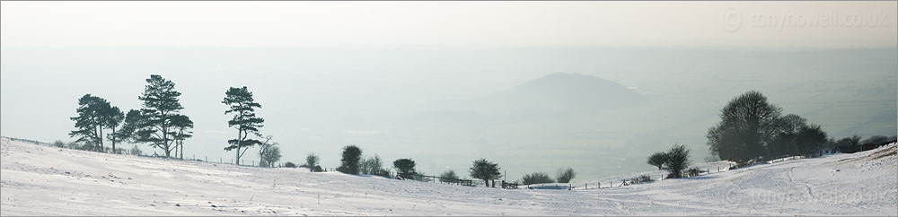 Pine Trees in Snow, Nyland, from Draycott