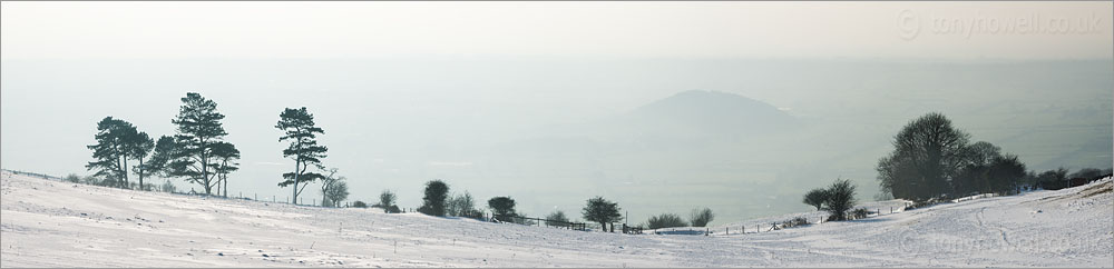 Pine Trees in Snow, Nyland, from Draycott