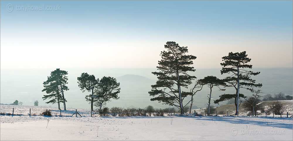 Pine Trees in Snow, Nyland