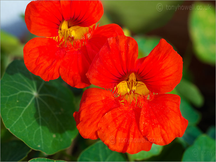 Nasturtium, Tropaeolum majus