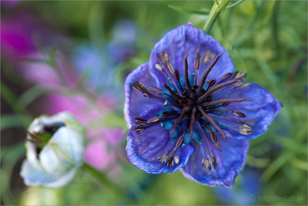 Nigella 