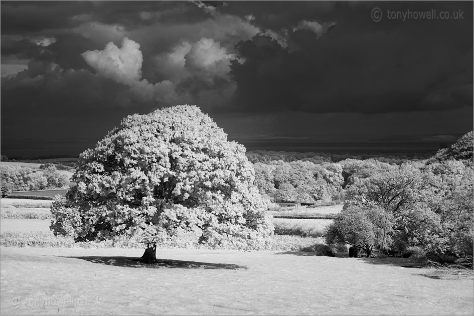 Oak Tree near Holford (Infrared Camera, turns foliage white)