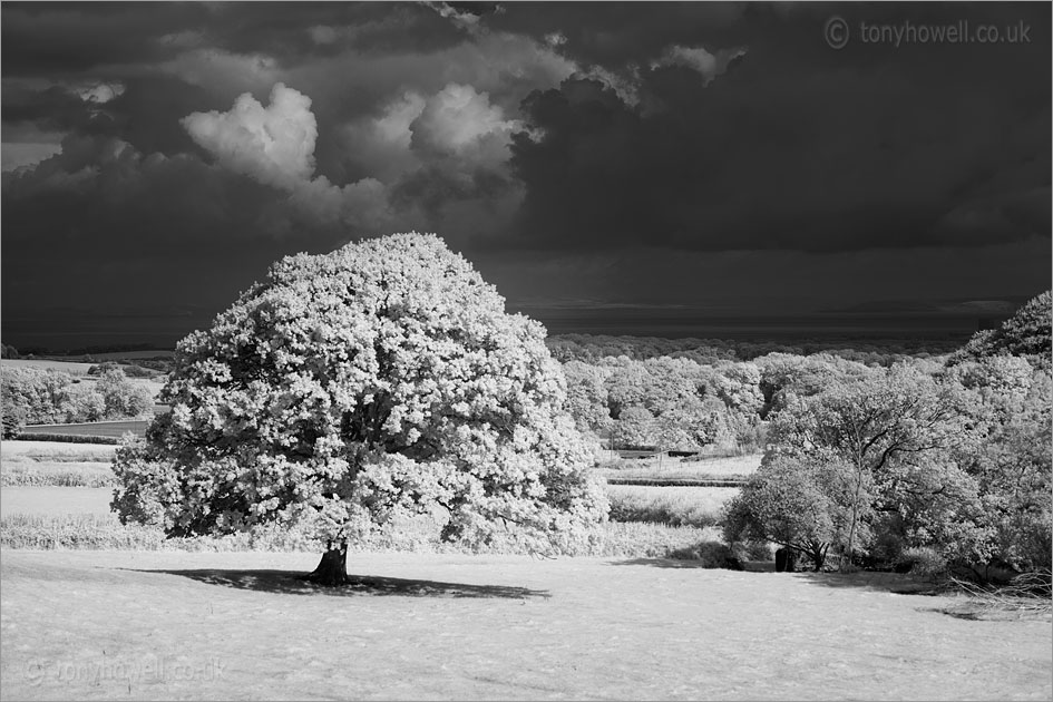 Oak Tree near Holford (Infrared Camera, turns foliage white)