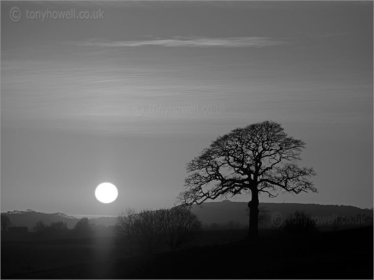 Oak Tree, Sunset
