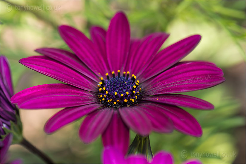 Osteospermum, Cape Daisy