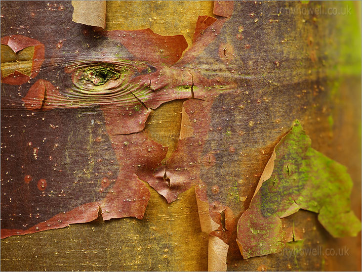 Paperbark Maple Tree Bark, Acer griseum