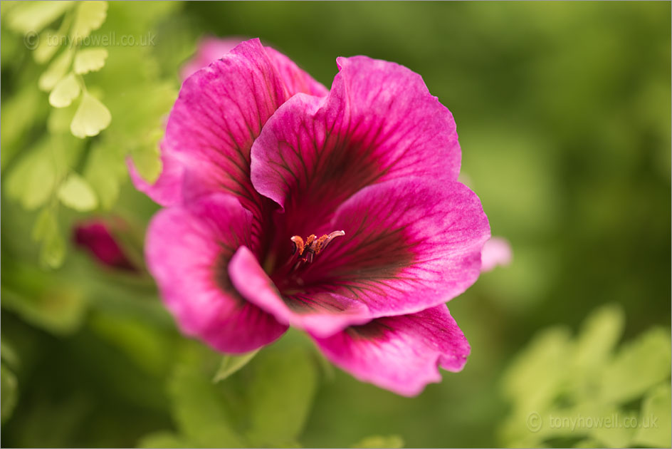 Pelargonium Regal